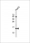 SAP14 Antibody